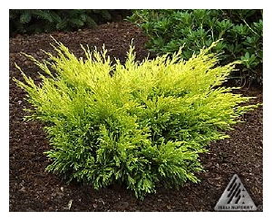 JUNIPERUS horizontalis 'Lime Glow'